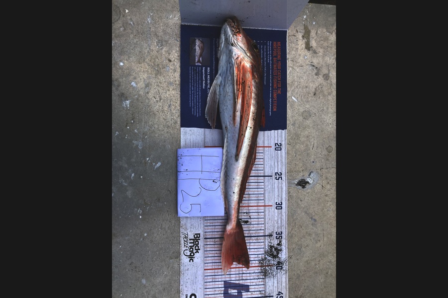 Aden Van den brand caught this 39.0cm Gurnard at Taranaki during The Hirepool Baitmates Fishing Comp