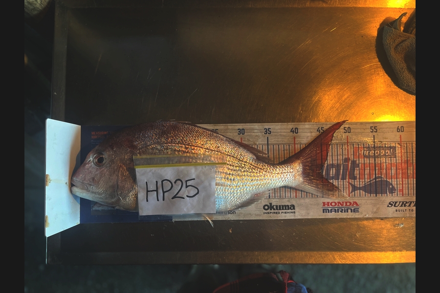 Harry Young caught this 44.5cm Snapper at Nelson/Marlborough during The Hirepool Baitmates Fishing Comp
