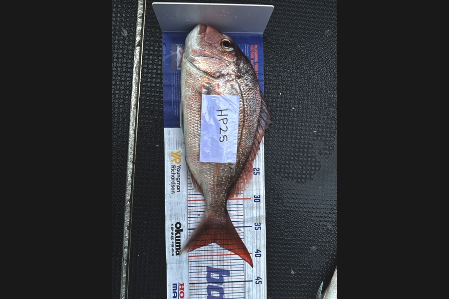 Braxton Kitching caught this 37.5cm Snapper at Northland during The Hirepool Baitmates Fishing Comp