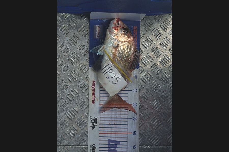 Nathaniel Beer caught this 31.0cm Snapper at Coromandel during The Hirepool Baitmates Fishing Comp