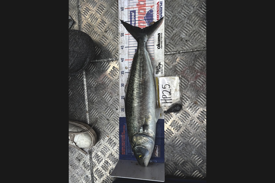 Jethro Andrews caught this 52.5cm Kahawai at Coromandel during The Hirepool Baitmates Fishing Comp