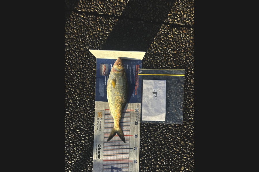 Rehua Jones caught this 29.0cm Kahawai at Bay of Plenty during The Hirepool Baitmates Fishing Comp