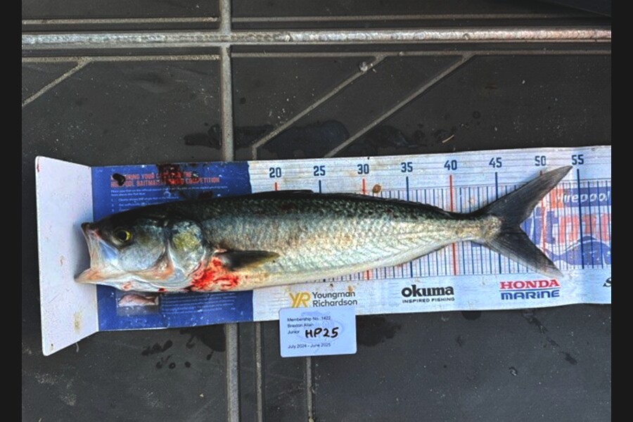 Braxton Allan caught this 47.0cm Kahawai at Wellington during The Hirepool Baitmates Fishing Comp