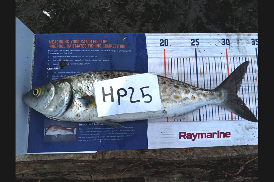 Braxdyn Ray caught this 31.0cm Kahawai at Nelson/Marlborough during The Hirepool Baitmates Fishing Comp