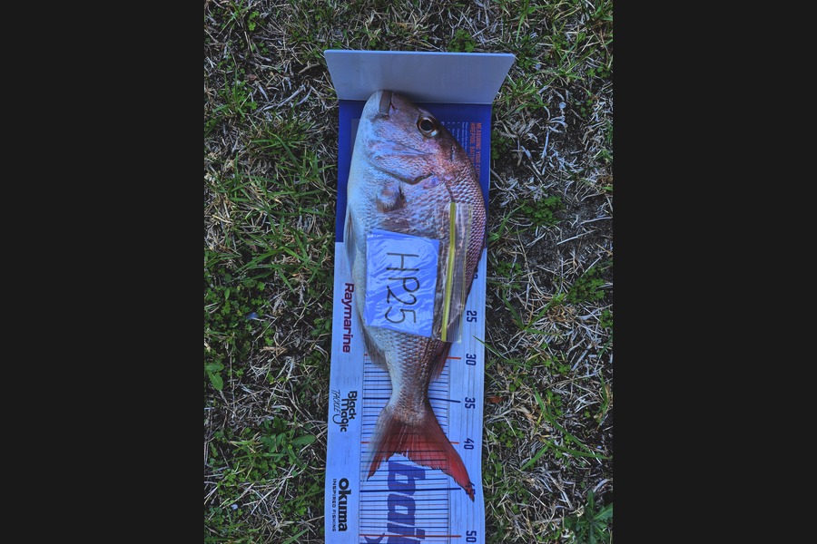 Lucas Hine caught this 41.0cm Snapper at Bay of Plenty during The Hirepool Baitmates Fishing Comp