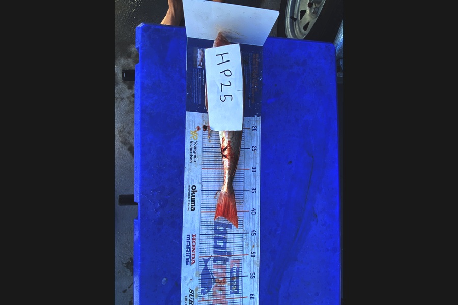 Brody Mitchell caught this 41.0cm Gurnard at Nelson/Marlborough during The Hirepool Baitmates Fishing Comp