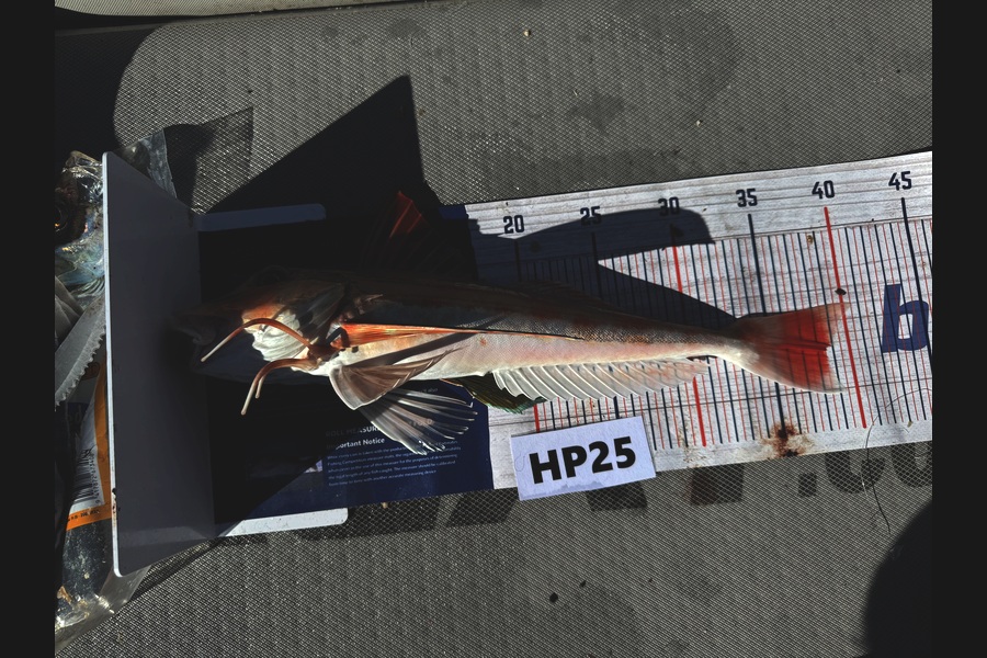 Beau Danks caught this 38.5cm Gurnard at Hawkes Bay during The Hirepool Baitmates Fishing Comp