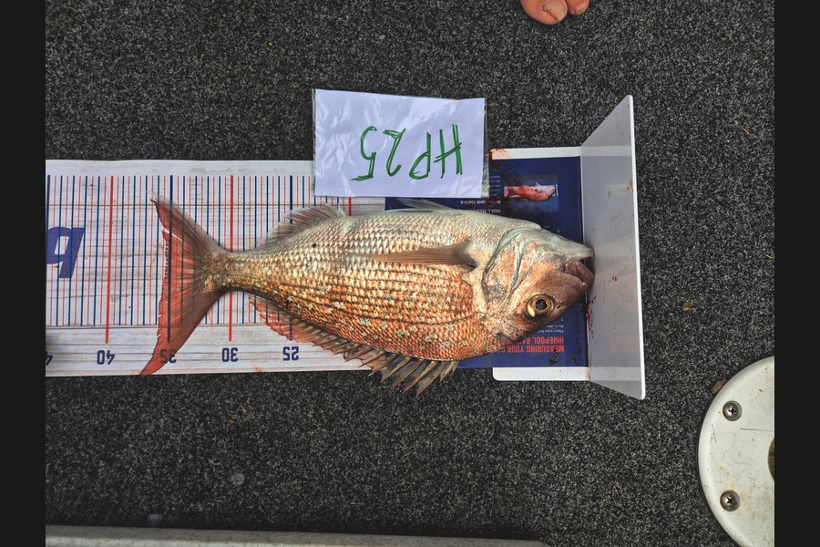 Liam Sowman caught this 35.0cm Snapper at Nelson/Marlborough during The Hirepool Baitmates Fishing Comp