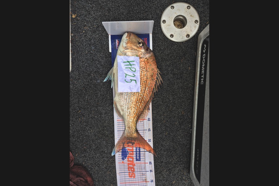 Liam Sowman caught this 52.5cm Snapper at Nelson/Marlborough during The Hirepool Baitmates Fishing Comp