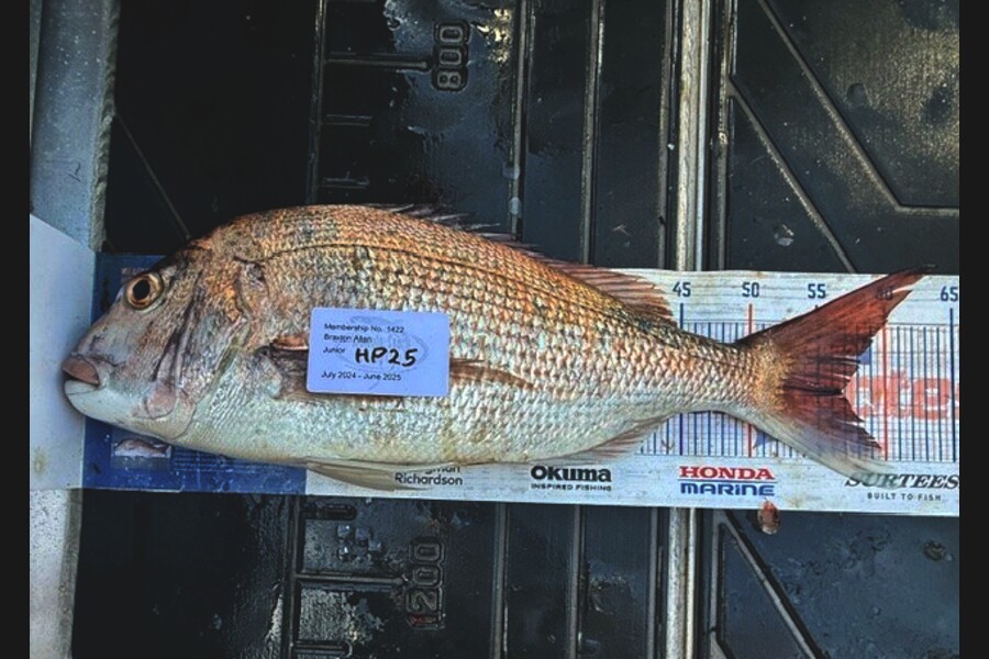 Braxton Allan caught this 56.5cm Snapper at Wellington during The Hirepool Baitmates Fishing Comp