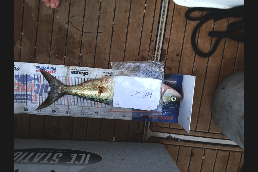 George Karl caught this 45cm Kahawai at Waikato during The Hirepool Baitmates Fishing Comp