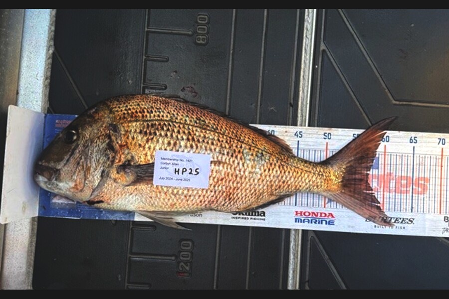 Corbyn Allan caught this 57.0cm Snapper at Wellington during The Hirepool Baitmates Fishing Comp
