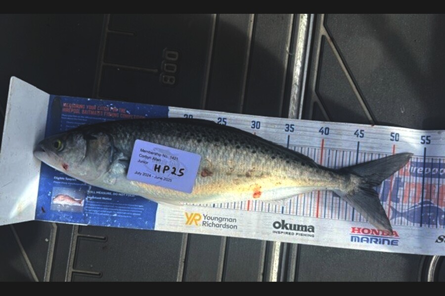 Corbyn Allan caught this 47cm Kahawai at Wellington during The Hirepool Baitmates Fishing Comp