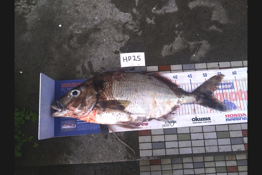 Steve  Brown  caught this 51cm Tarakihi at Wellington during The Hirepool Baitmates Fishing Comp