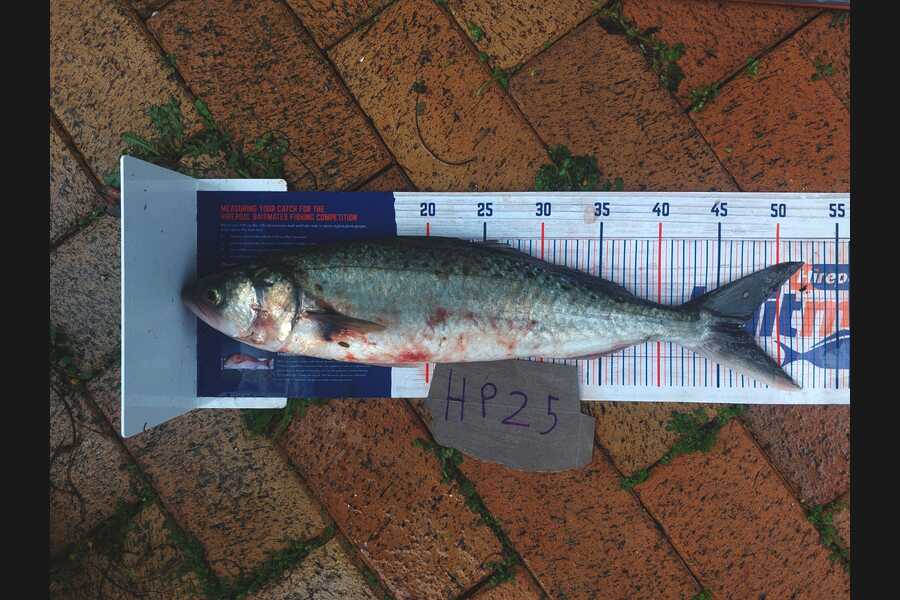 Samuel Wooster caught this 46.5cm Kahawai at Wellington during The Hirepool Baitmates Fishing Comp