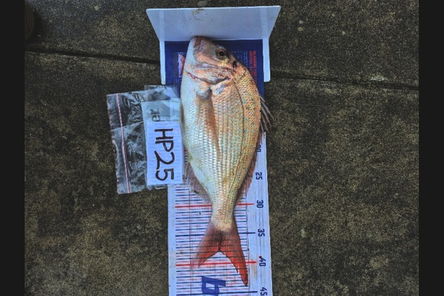 Isaac Taylor caught this 38.0cm Snapper at Nelson/Marlborough during The Hirepool Baitmates Fishing Comp