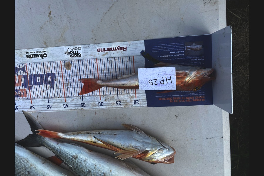 Blake Russell caught this 34.0cm Gurnard at Manawatu during The Hirepool Baitmates Fishing Comp