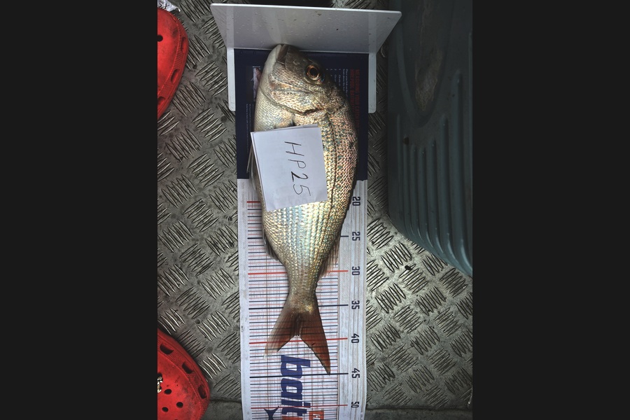 Adam Tilson caught this 39.0cm Snapper at Nelson/Marlborough during The Hirepool Baitmates Fishing Comp
