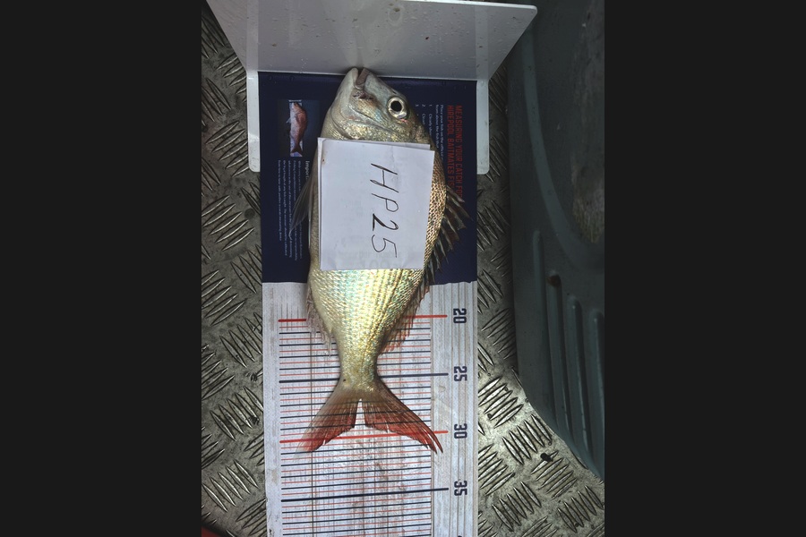 Jack Tilson caught this 29.0cm Snapper at Nelson/Marlborough during The Hirepool Baitmates Fishing Comp