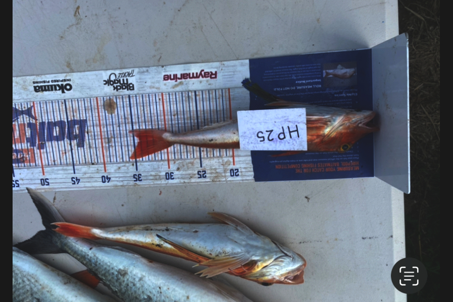 Blake Russell caught this 34.0cm Gurnard at Manawatu during The Hirepool Baitmates Fishing Comp