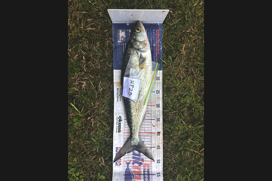 Cameron White caught this 46.0cm Kahawai at Northland during The Hirepool Baitmates Fishing Comp