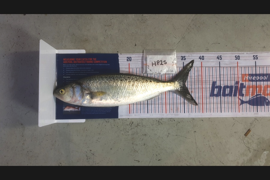 Ryder Stewart caught this 35cm Kahawai at Canterbury during The Hirepool Baitmates Fishing Comp