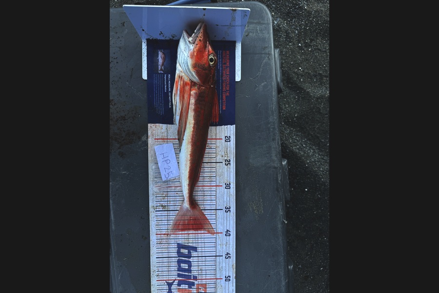 Taitea Love Junior caught this 39cm Gurnard at Wairarapa
 during The Hirepool Baitmates Fishing Comp