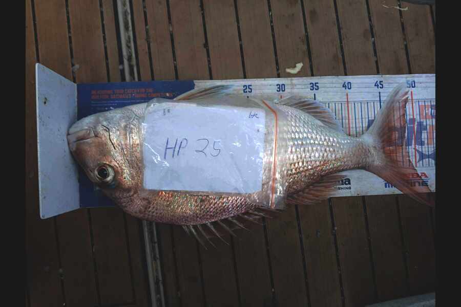 George Karl caught this 48.5cm Snapper at Waikato during The Hirepool Baitmates Fishing Comp