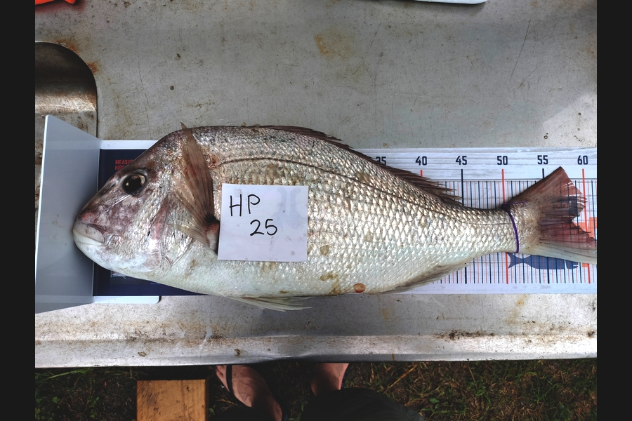 Mason Mackie caught this 58.0cm Snapper at Waikato during The Hirepool Baitmates Fishing Comp
