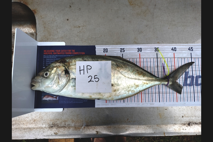 Mason Mackie caught this 40.0cm Trevally at Waikato during The Hirepool Baitmates Fishing Comp