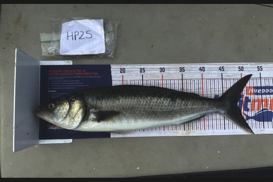 Hunter Russell caught this 48.5cm Kahawai at Northland during The Hirepool Baitmates Fishing Comp