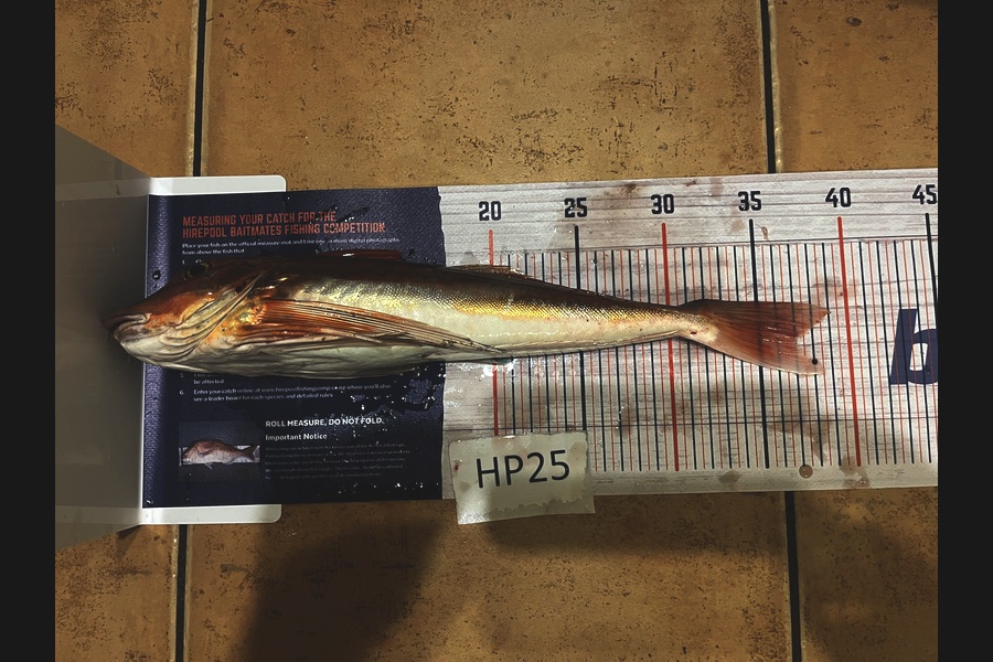 Tyler Williams caught this 37.0cm Gurnard at Nelson/Marlborough during The Hirepool Baitmates Fishing Comp