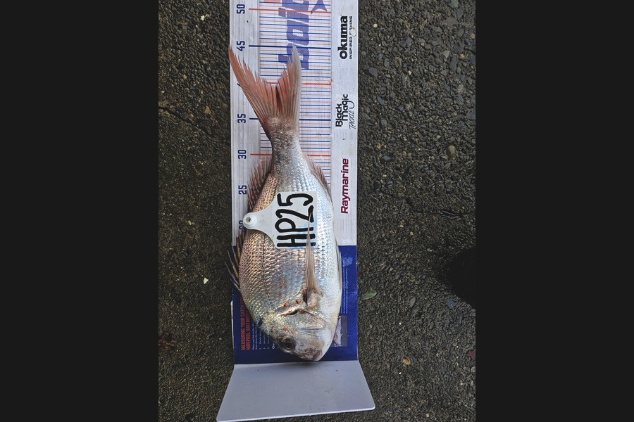 Evie Grace caught this 38.5cm Snapper at Nelson/Marlborough during The Hirepool Baitmates Fishing Comp