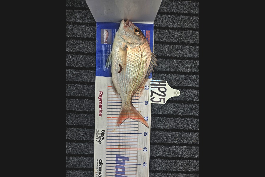 Evie Grace caught this 30.0cm Snapper at Nelson/Marlborough during The Hirepool Baitmates Fishing Comp