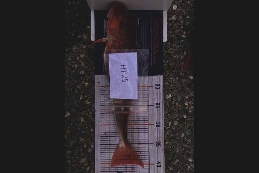ARU ALLANSON caught this 40.0cm Gurnard at West Coast during The Hirepool Baitmates Fishing Comp