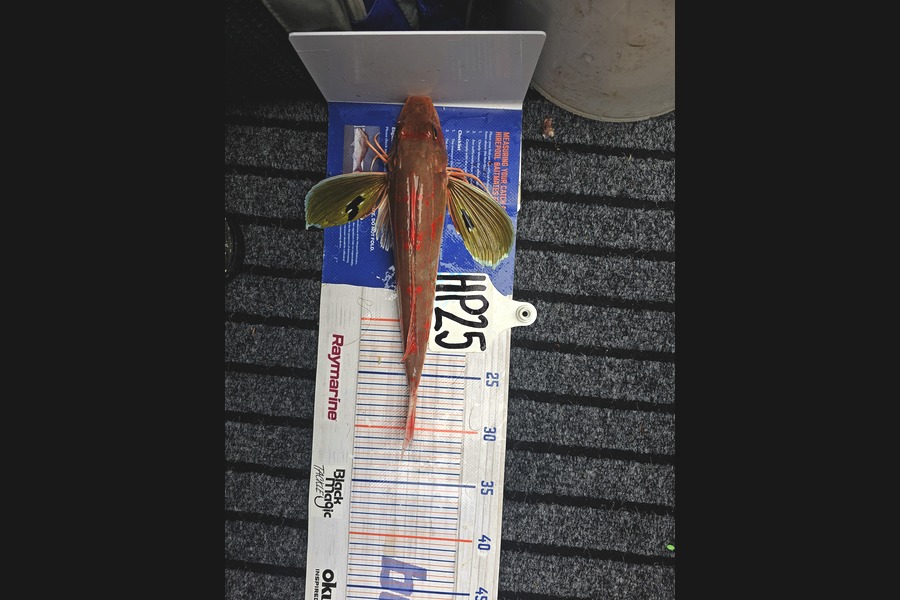 Tim Schroeder caught this 31.0cm Gurnard at Nelson/Marlborough during The Hirepool Baitmates Fishing Comp