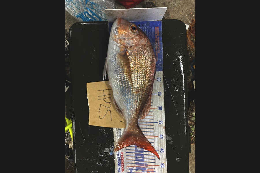 Maddison Irving caught this 42.5cm Snapper at Auckland during The Hirepool Baitmates Fishing Comp