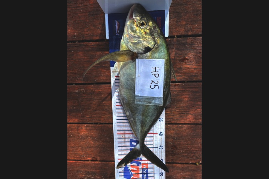 Ashton Woolford caught this 47.5cm Trevally at Northland during The Hirepool Baitmates Fishing Comp