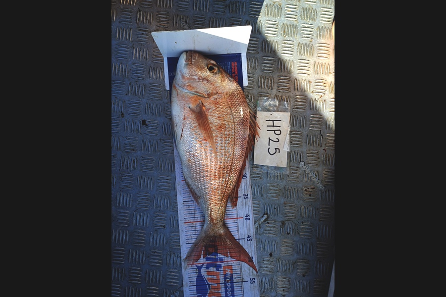 Isaac Honey caught this 47.5cm Snapper at Bay of Plenty during The Hirepool Baitmates Fishing Comp