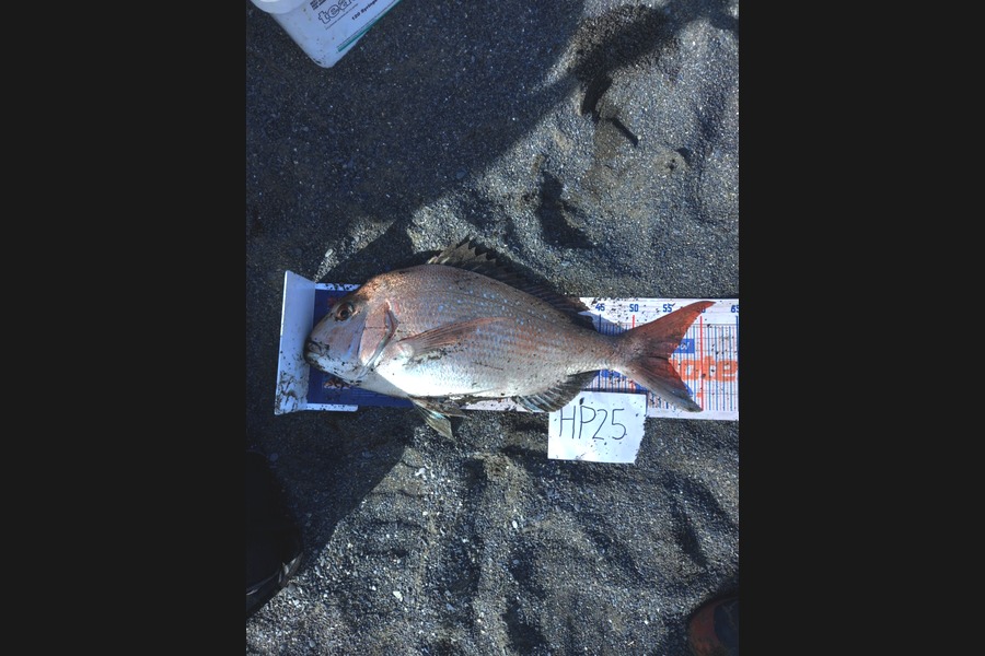 Kane Lanceley caught this 55.0cm Snapper at Wairarapa
 during The Hirepool Baitmates Fishing Comp