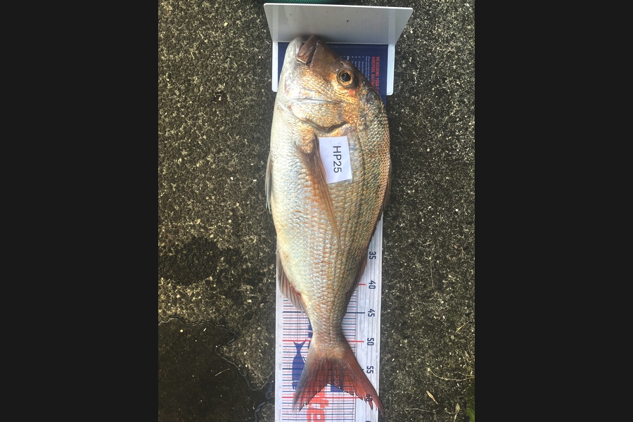 Brayden Wright caught this 57.0cm Snapper at Coromandel during The Hirepool Baitmates Fishing Comp