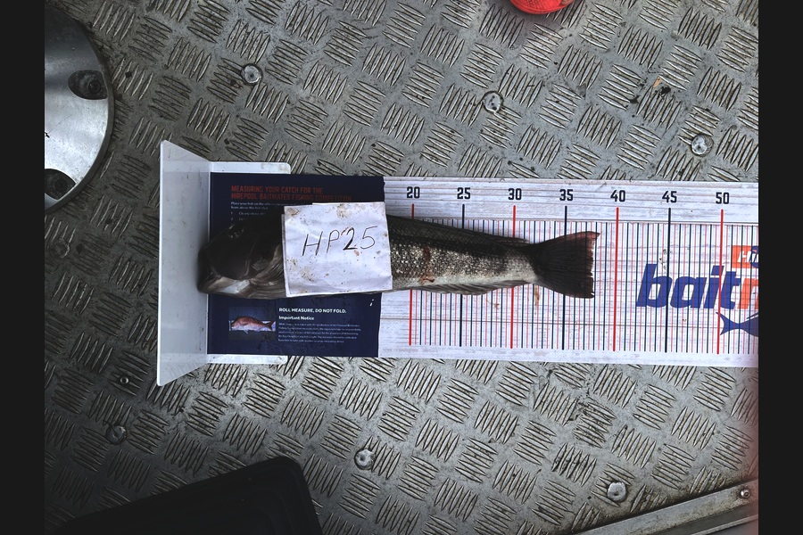 Adam Tilson caught this 37.5cm Blue Cod at Nelson/Marlborough during The Hirepool Baitmates Fishing Comp