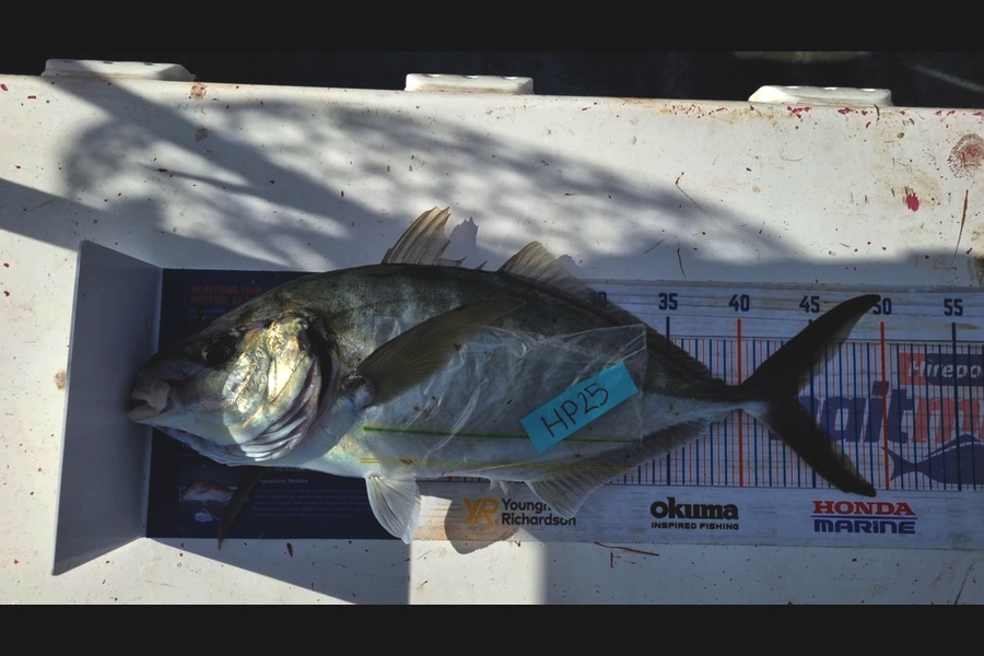 Madison Busby caught this 43.5cm Trevally at Northland during The Hirepool Baitmates Fishing Comp
