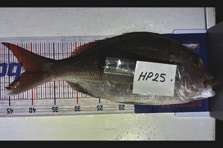 Jaxson Burns caught this 41.5cm Snapper at Auckland during The Hirepool Baitmates Fishing Comp