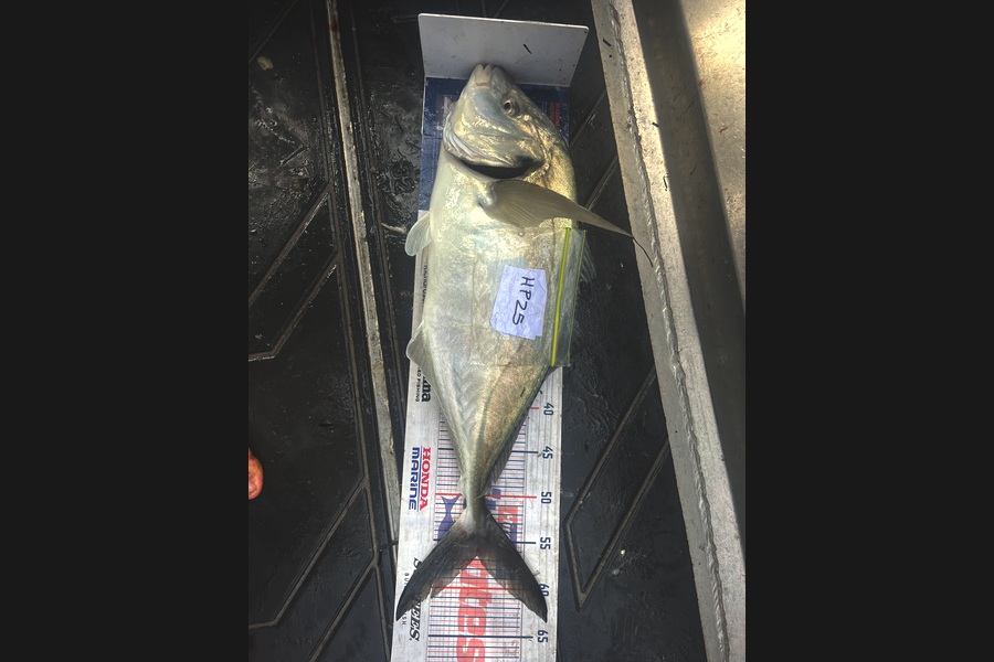 Cameron White caught this 56.5cm Trevally at Northland during The Hirepool Baitmates Fishing Comp
