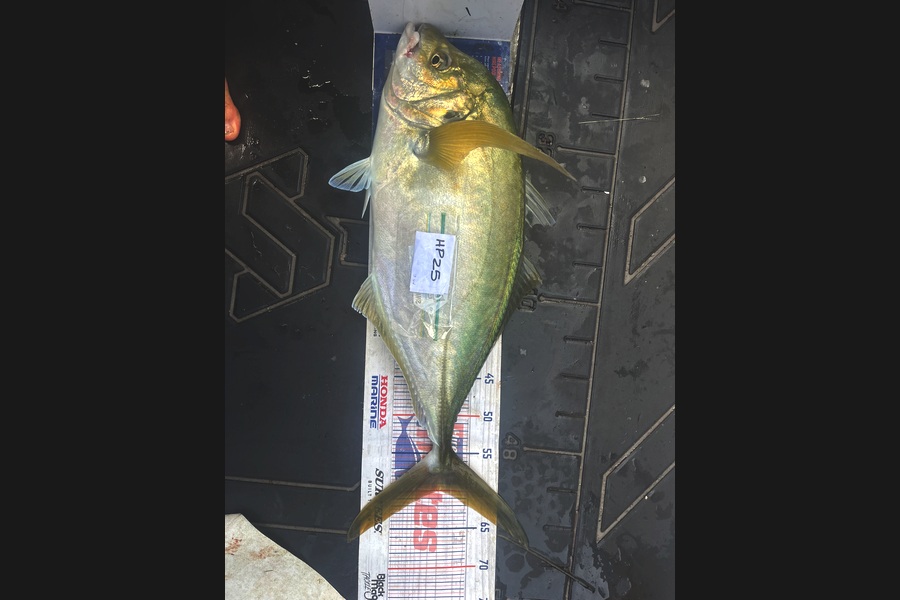 Jamie  White caught this 60.0cm Trevally at Northland during The Hirepool Baitmates Fishing Comp