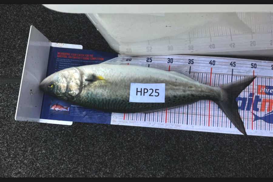 Tyler Williams caught this 46.0cm Kahawai at Nelson/Marlborough during The Hirepool Baitmates Fishing Comp