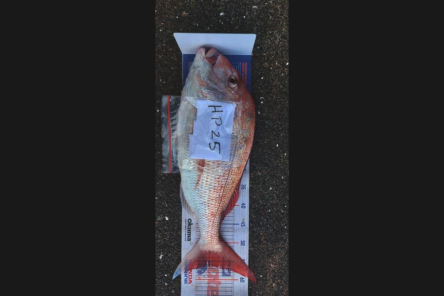 ollie McMurray caught this 56.5cm Snapper at Auckland during The Hirepool Baitmates Fishing Comp