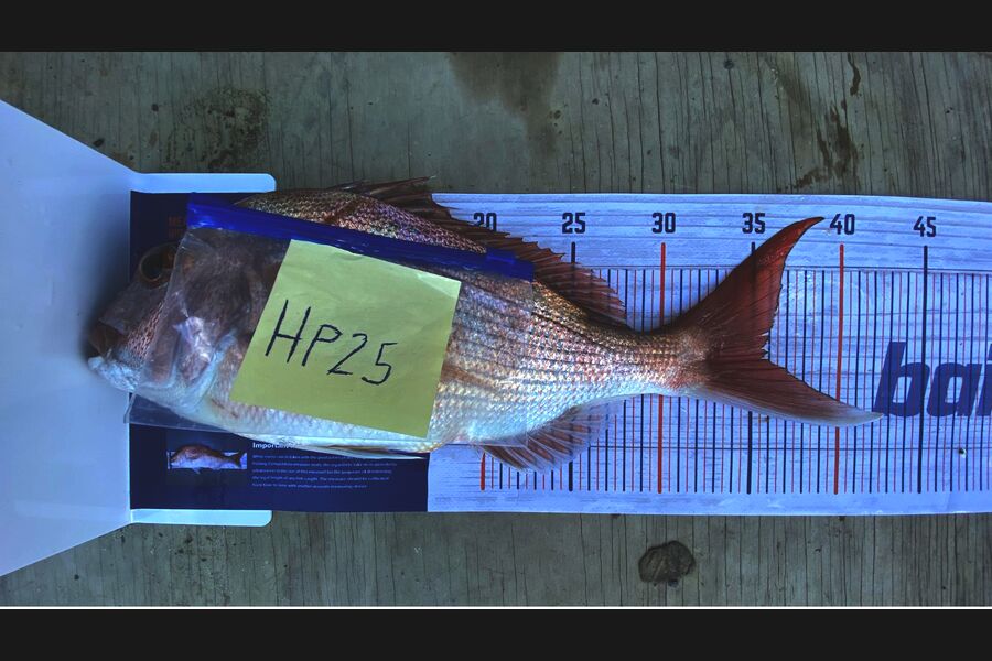 Hugo Galea caught this 35.5cm Snapper at Auckland during The Hirepool Baitmates Fishing Comp