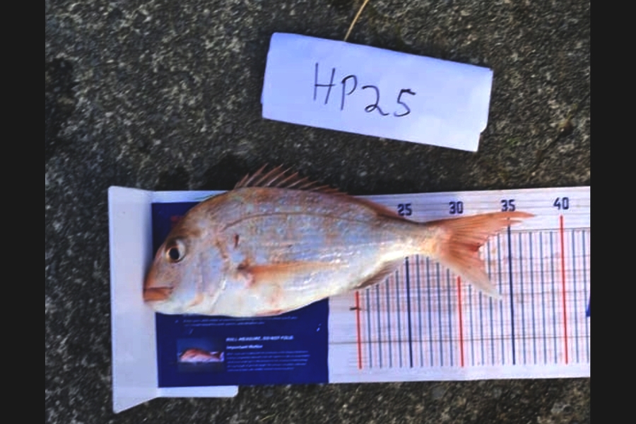 Ryder Huskisson-Morris caught this 32.0cm Snapper at Auckland during The Hirepool Baitmates Fishing Comp